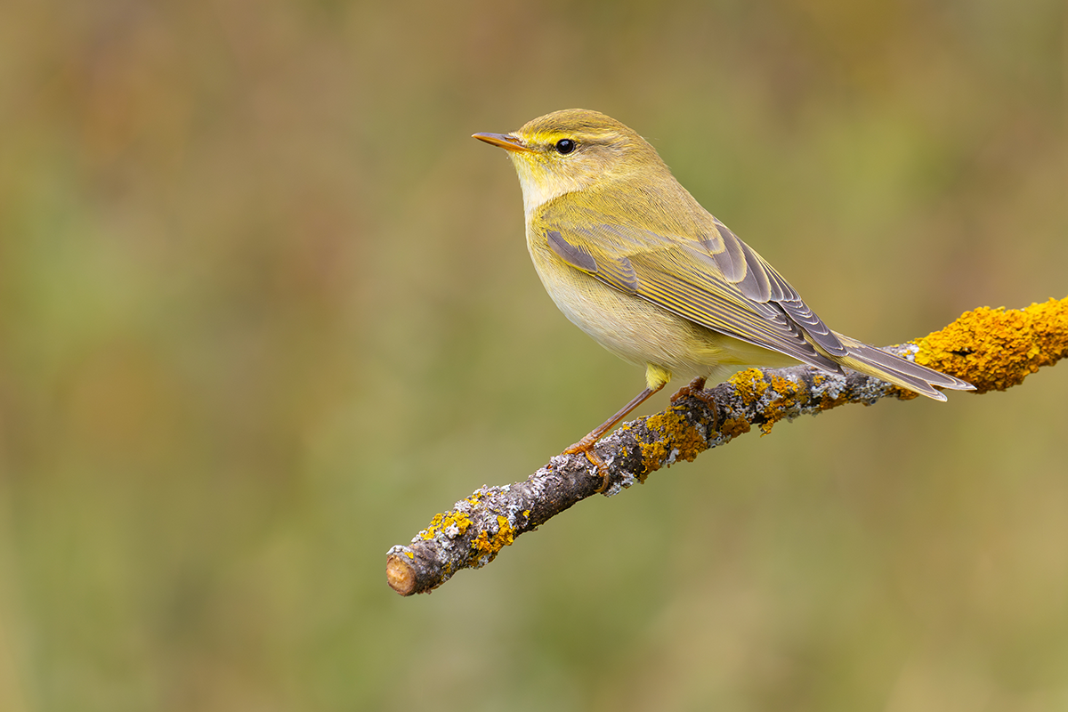 Willow Warbler © Adobe Stock Images 