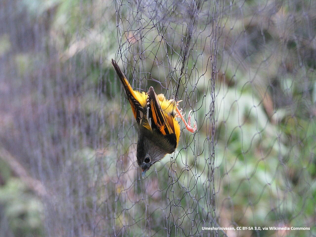 A Golden-breasted Fulvetta caught in a mist net