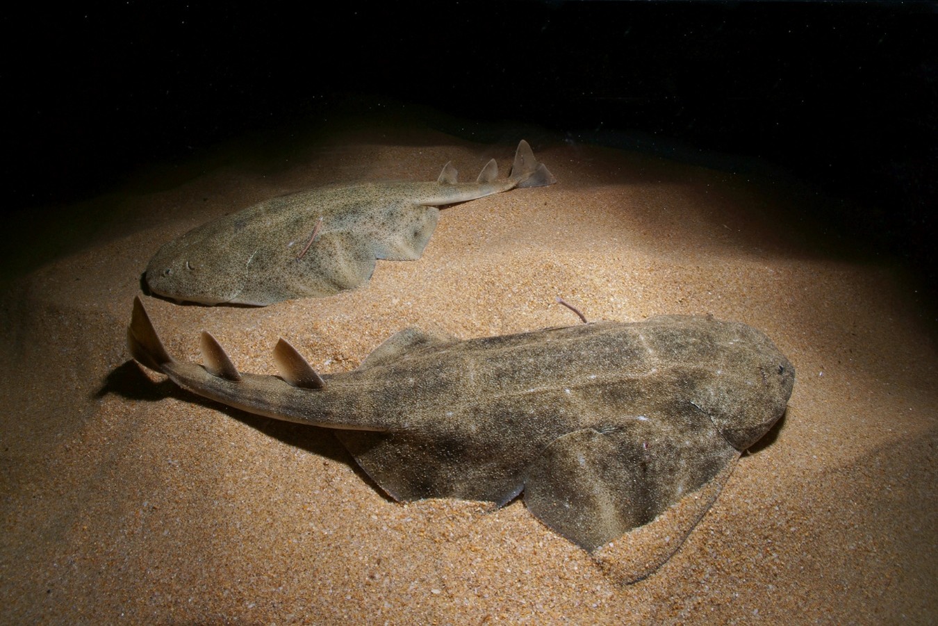 Two angelsharks