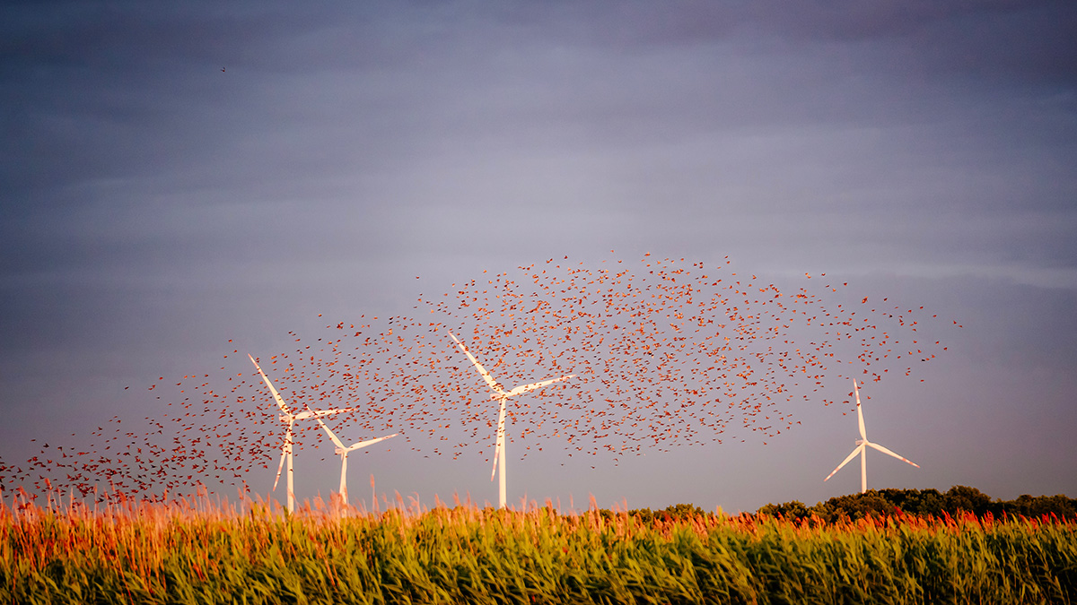 Windmills and birds © Adobe Stock Images 