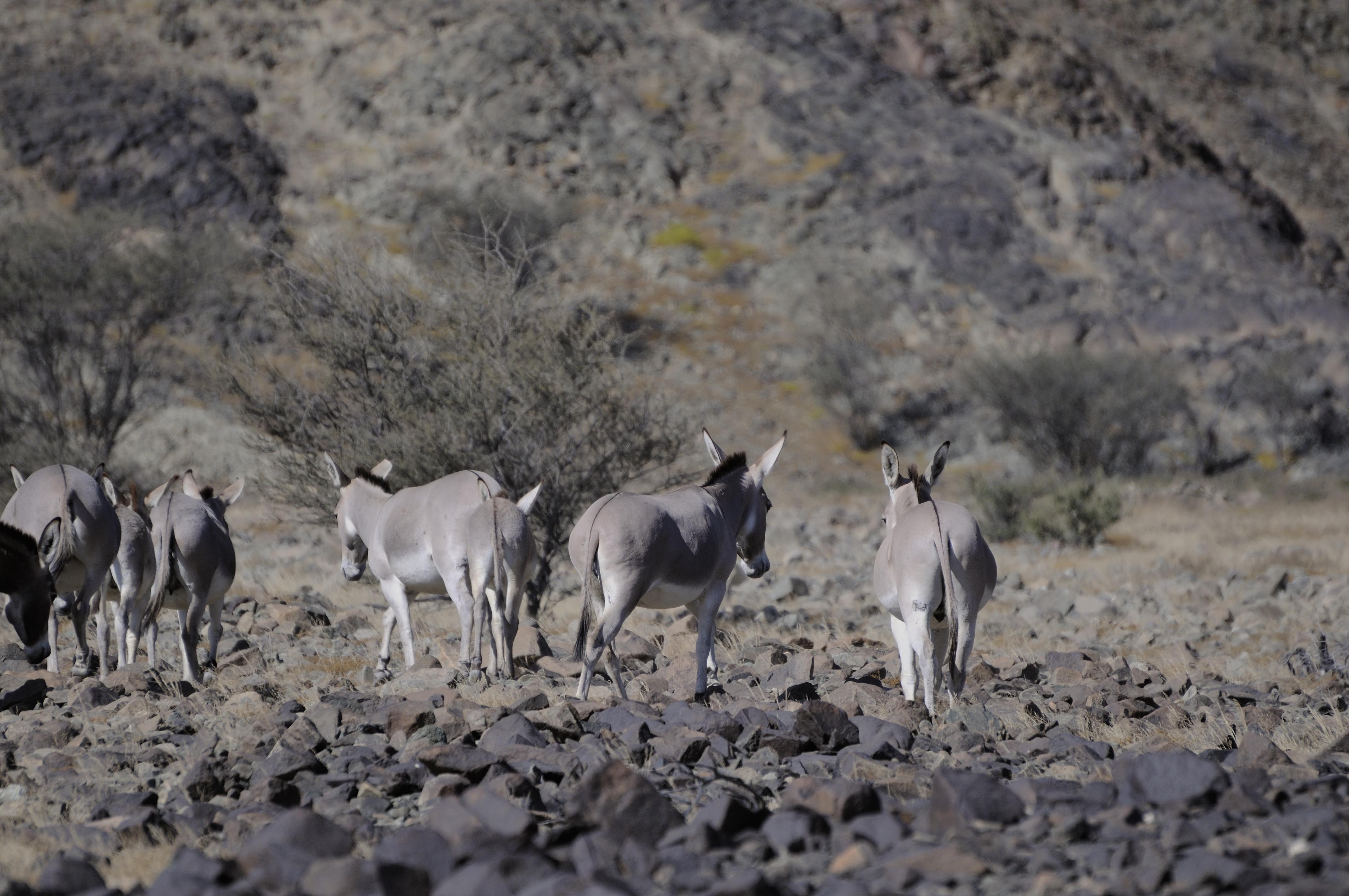 African Wild Asses © Moss'ad Sultan