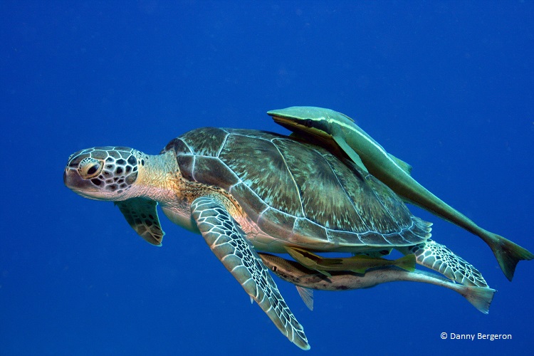 Tortugas marinas