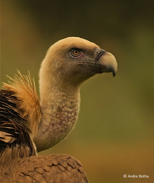 Buitre negro © Andre Botha