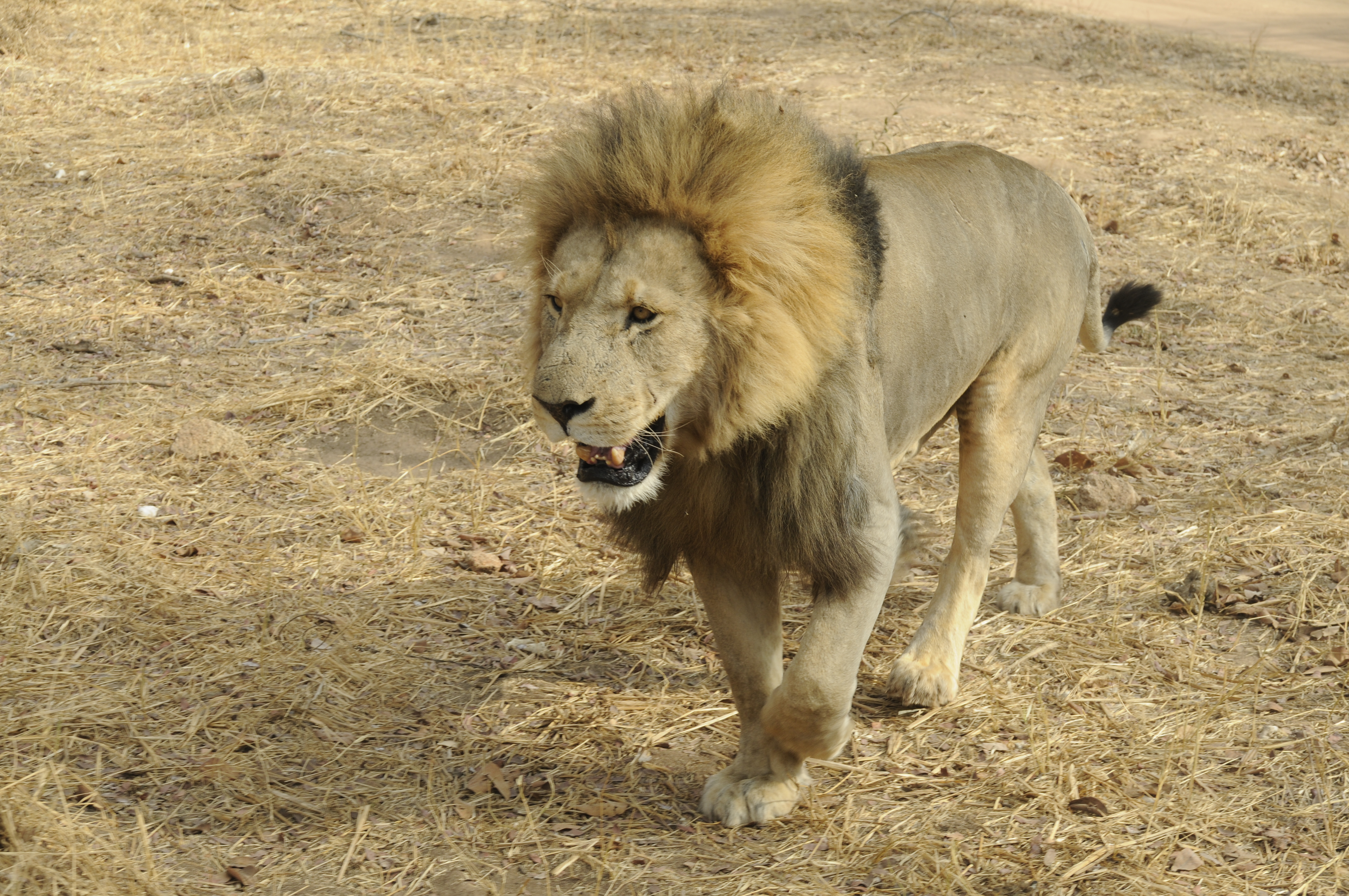 African Lion