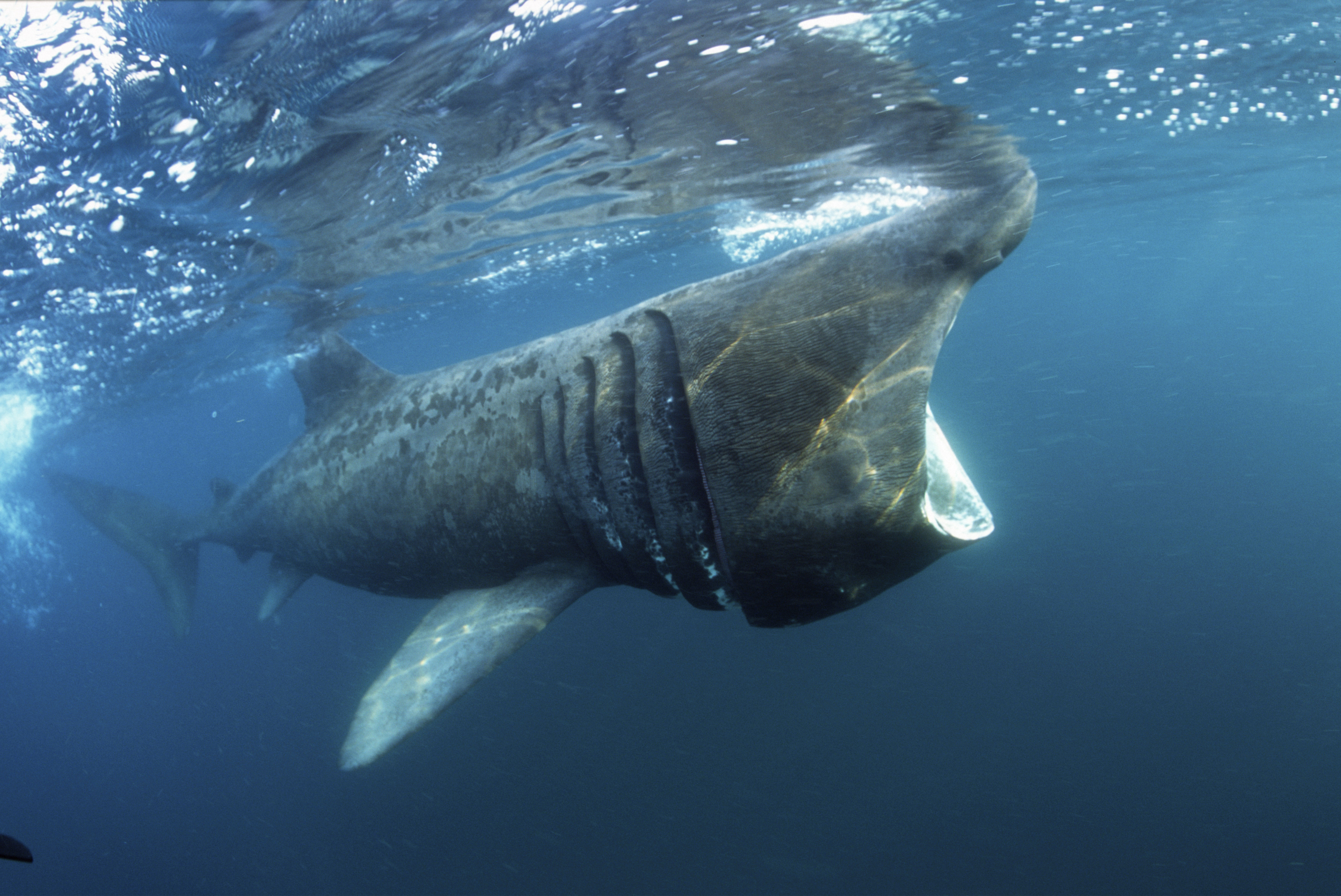 Basking Shark © Dan Burton / Robert Harding