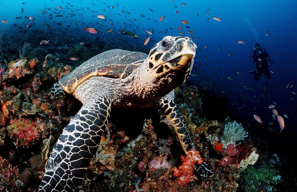 Hawksbill Turtle © Image Broker Robert Harding