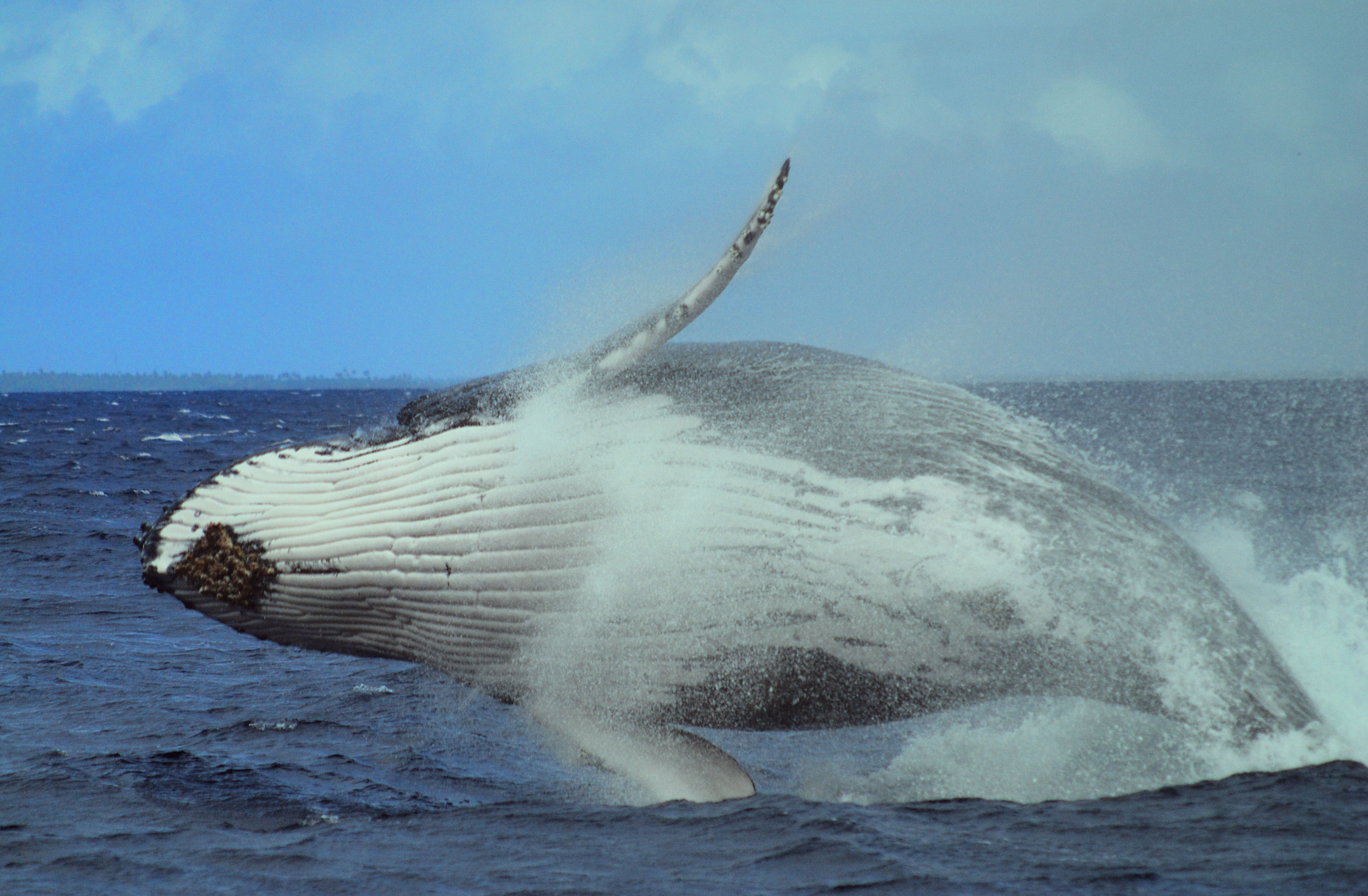 Humpback Whale  © Glenn Edney / UNEP Grid Arendal