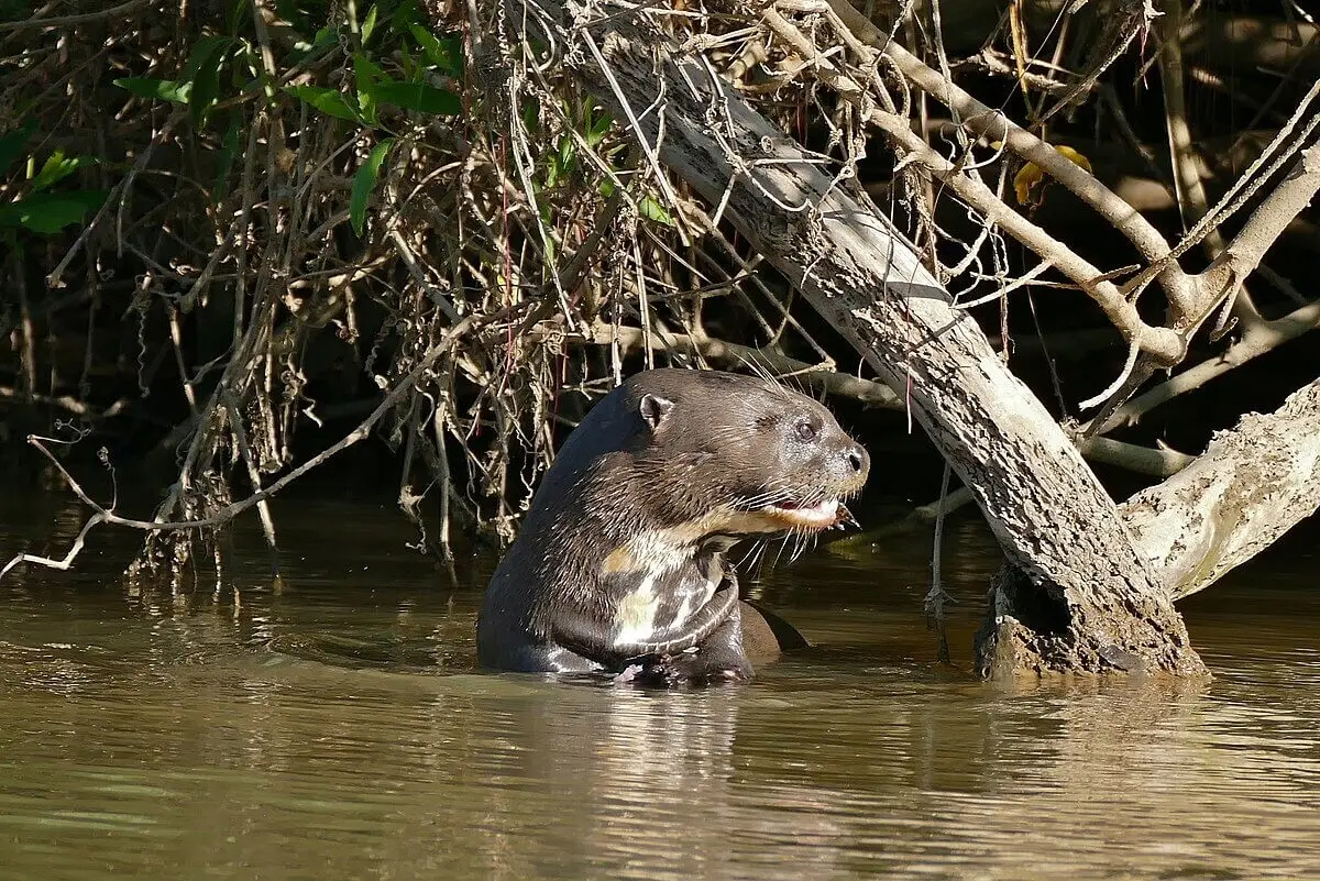 Giant Otter © Bernard Dupont