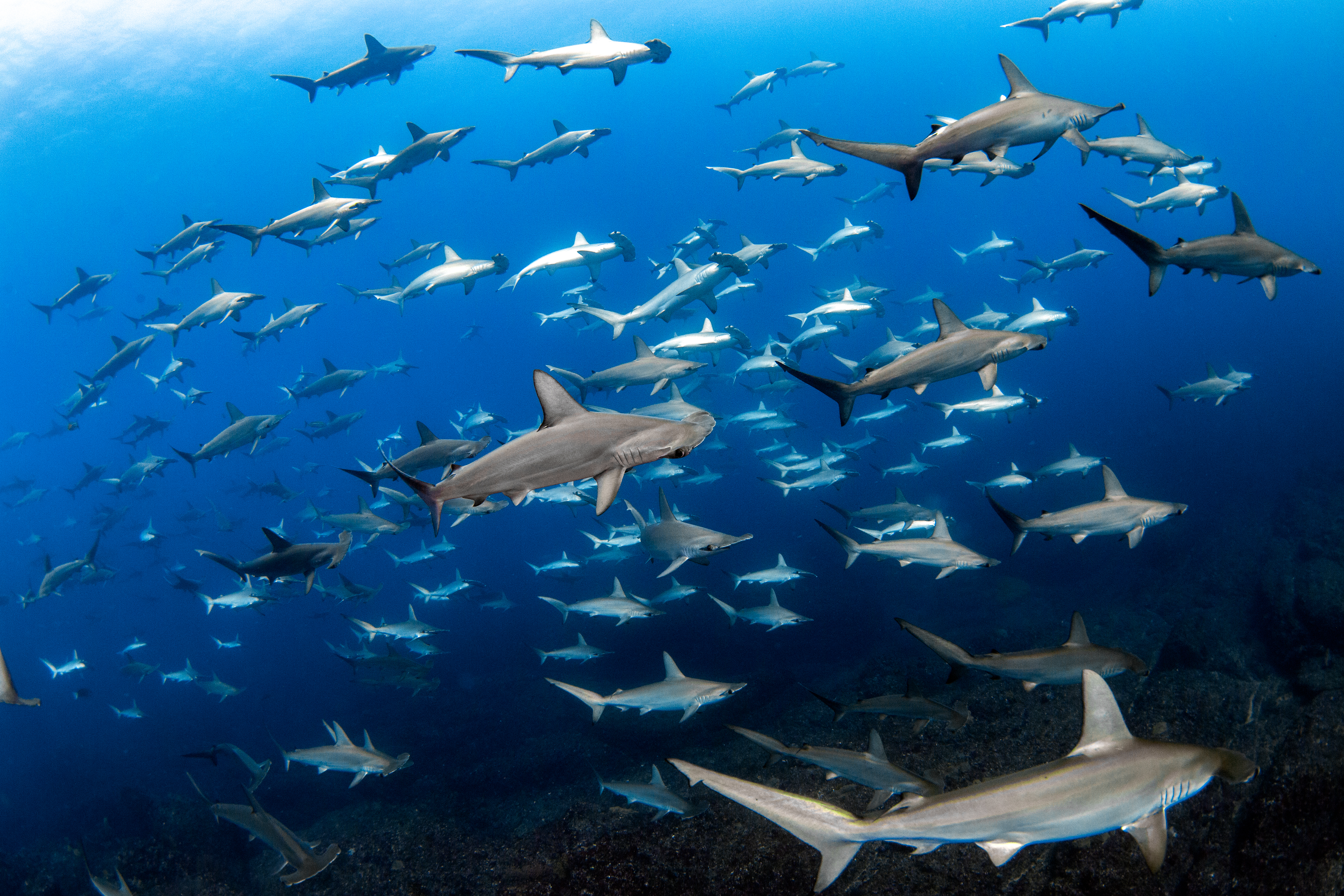 School of Hammerhead sharks, Mikimoto, Japan © Masayuki Agawa/Ocean Image Bank