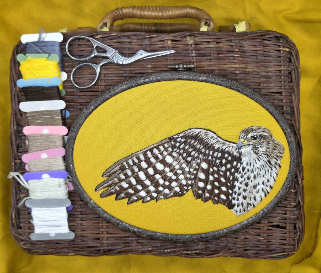 Merlin –&nbsp; one of the flagship species of World Migratory Bird Day 2026 