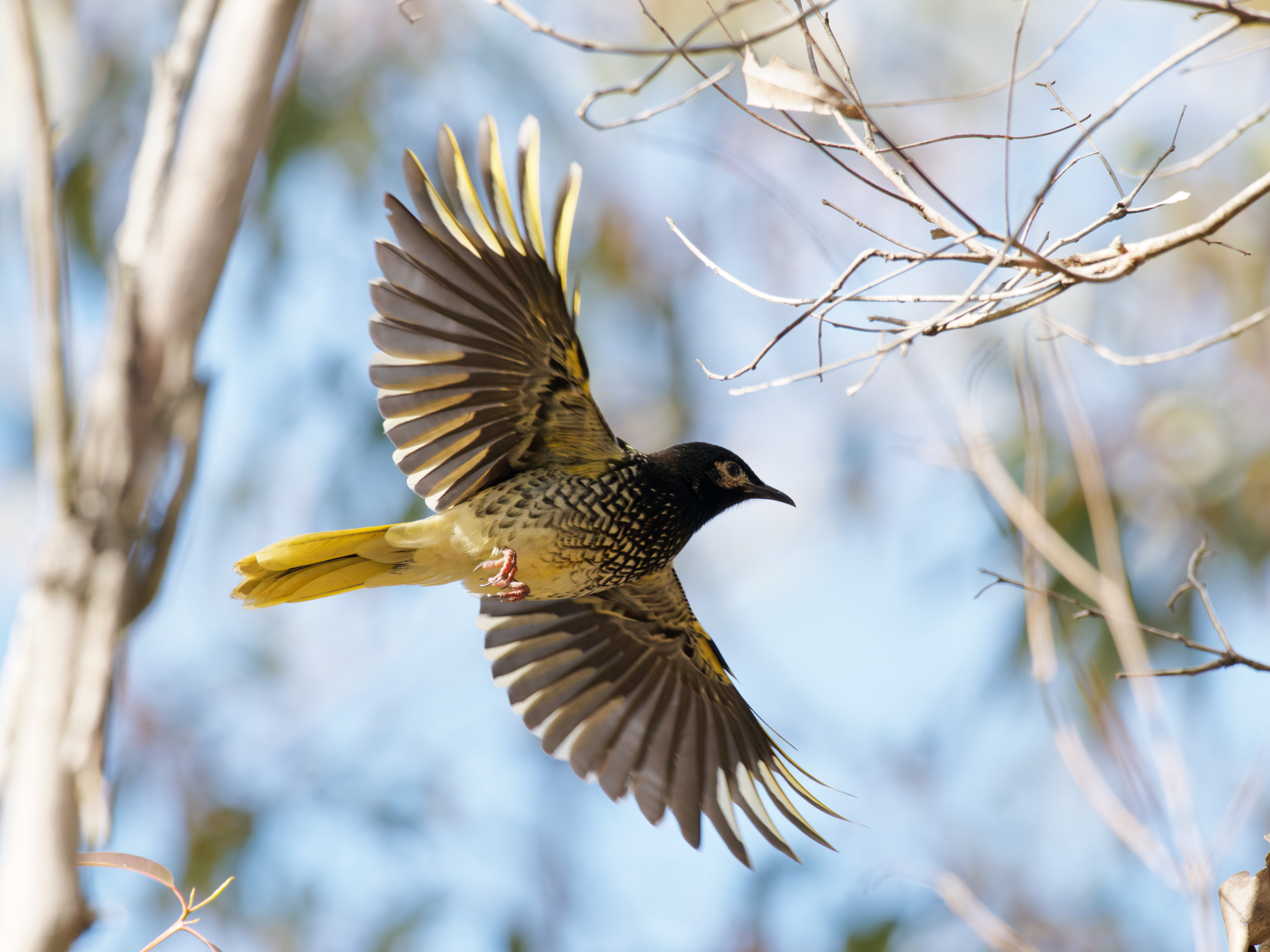 Regent Honeyeater © Adobe Stock Images