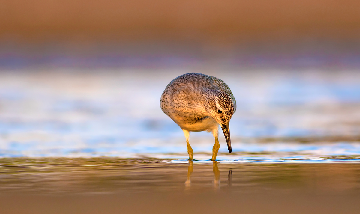 Red Knot