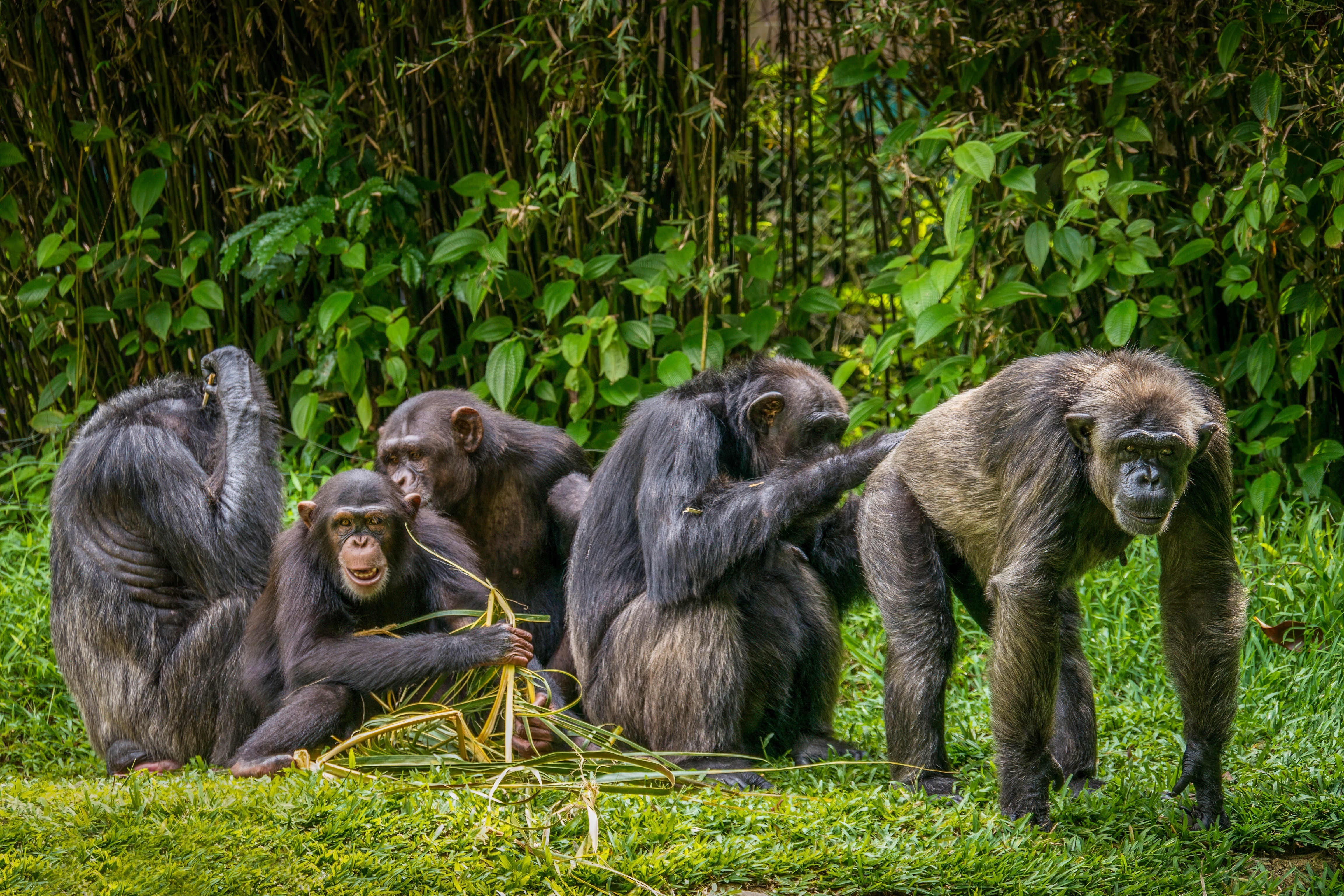 Chimpanzee © Adobe Stock Images