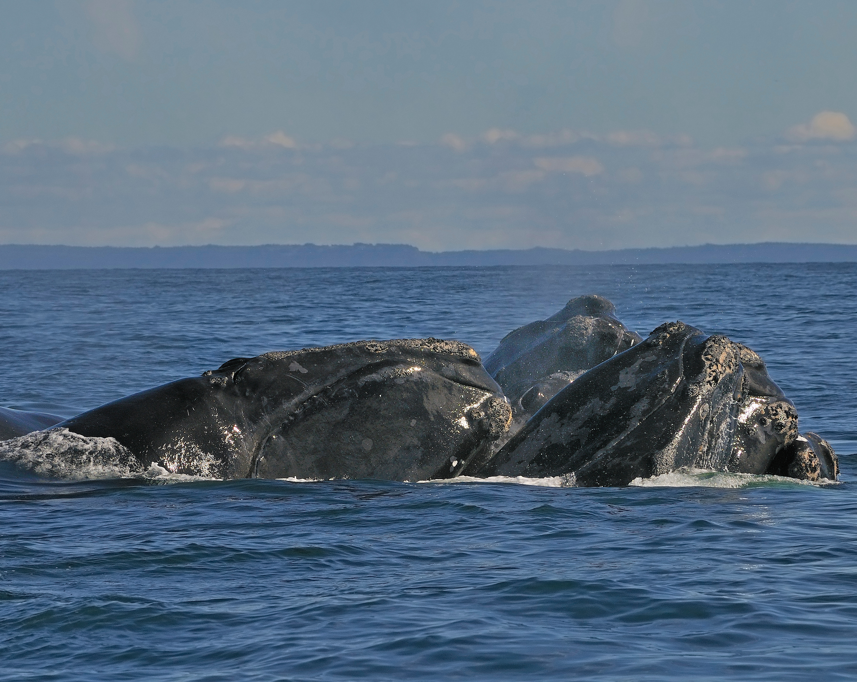 Northern Right Whales © Adobe Stock Images