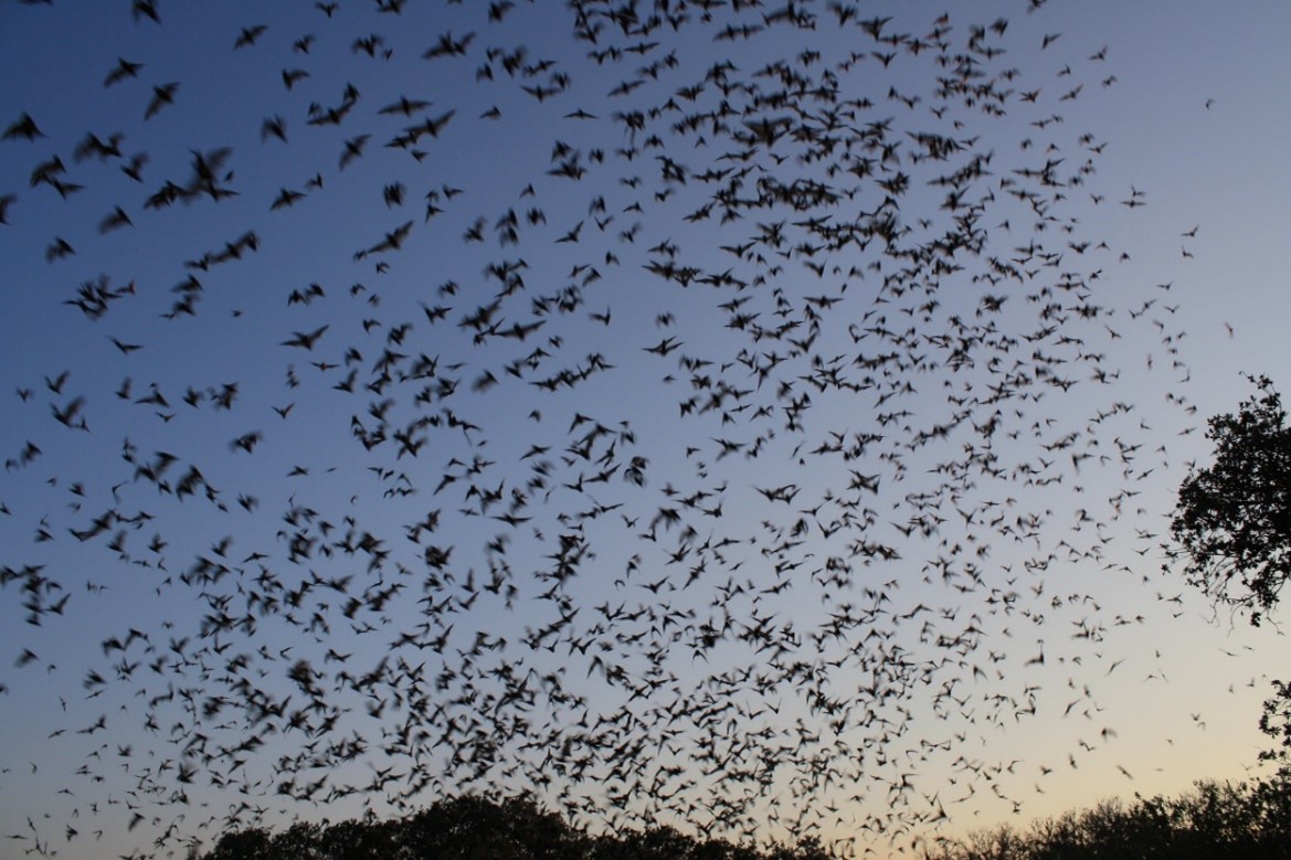 bats