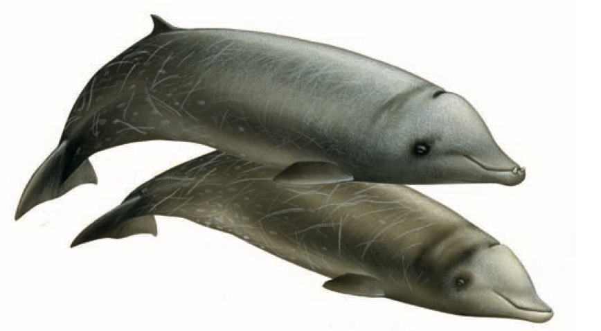 Cuvier´s beaked whale (© Wurtz-Artescienza)