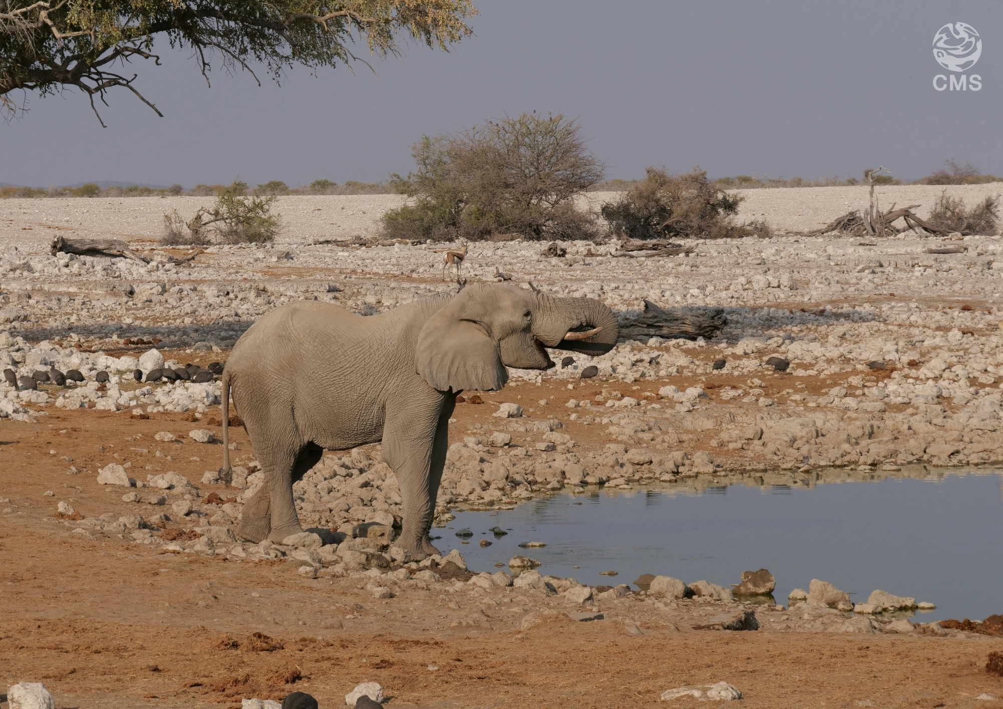 Elephant drinking