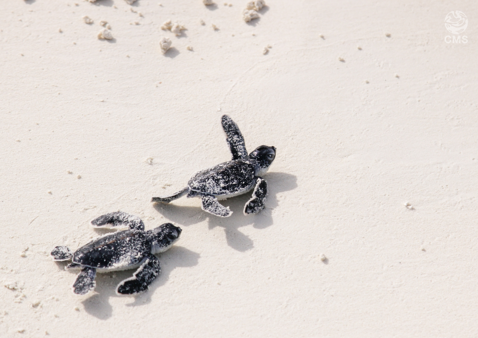 Marine Turtle hatchlings