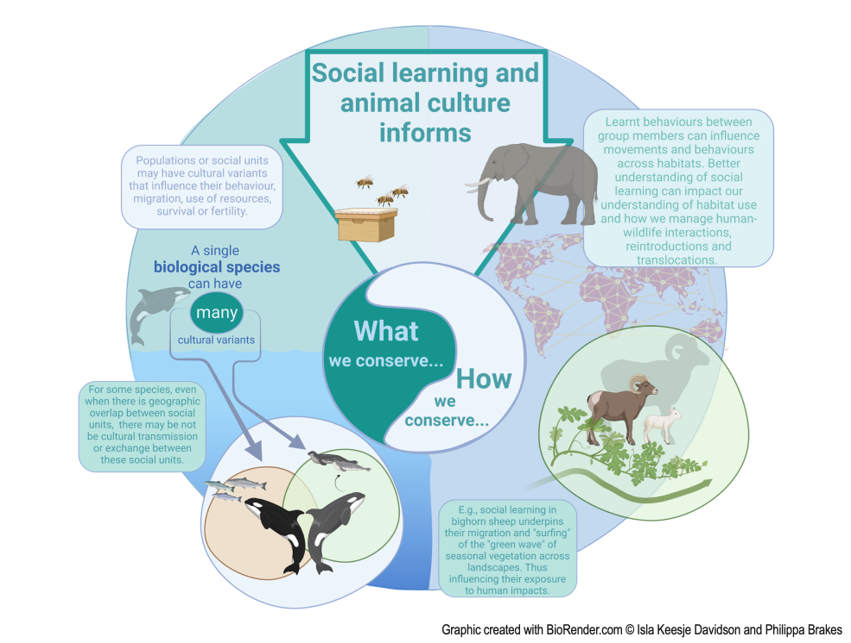 Animal culture