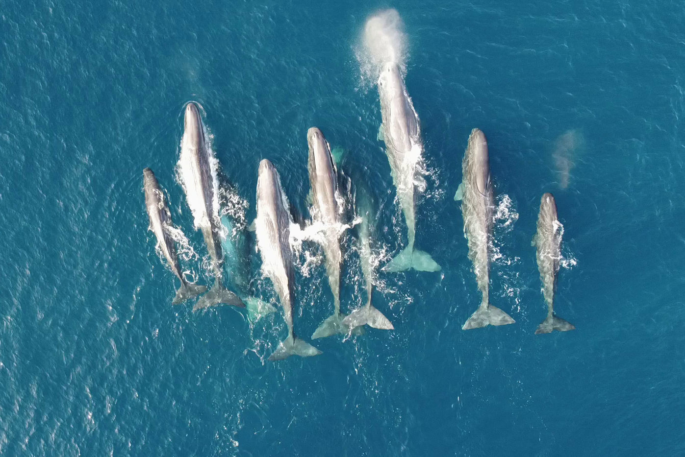 Large group of Sperm Whales © Ana Eguiguren - Whitehead Lab