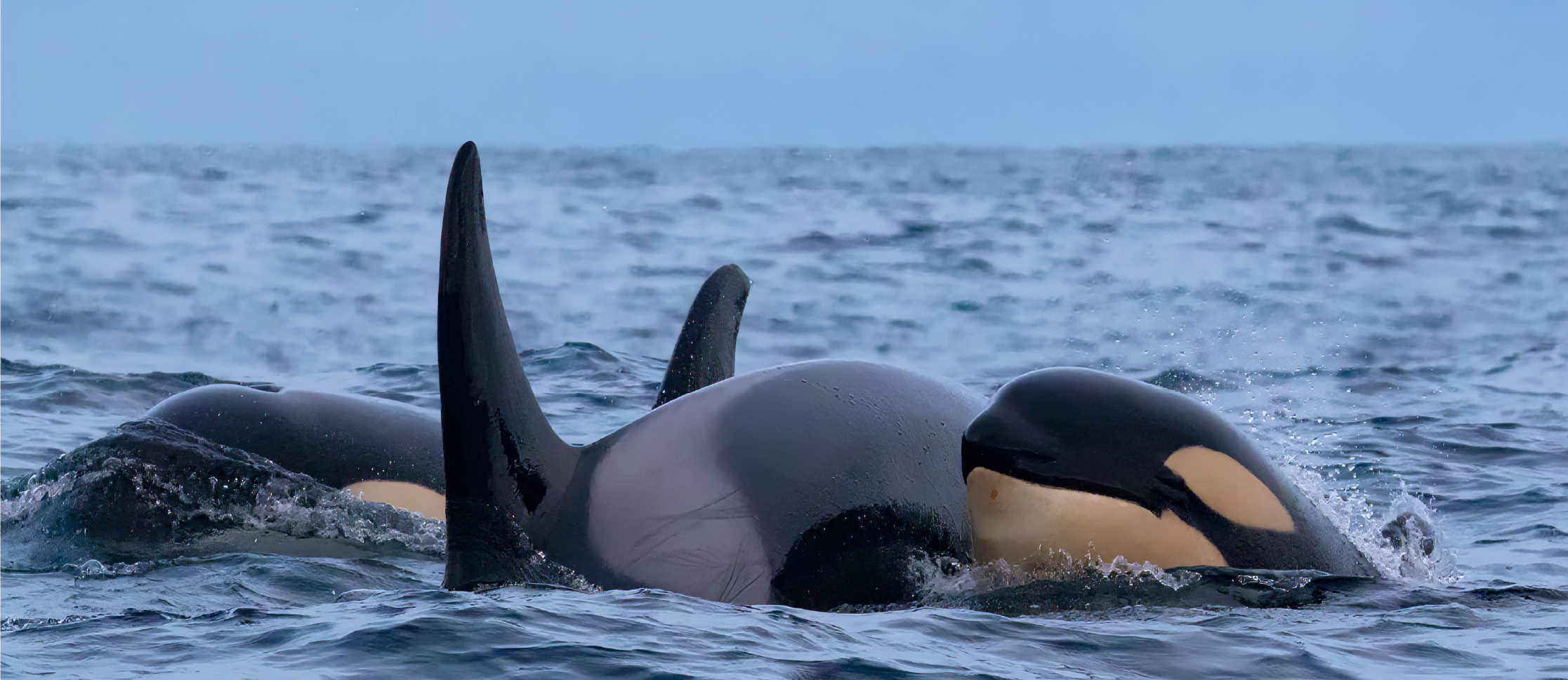 A pod of orca foraging © Rob Lott