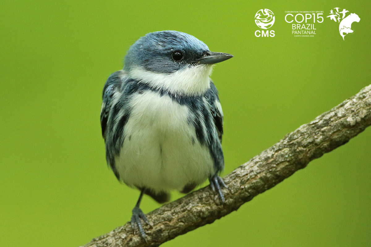 Cerulean Warbler © Luke Seitz, Cornell Lab of Ornithology