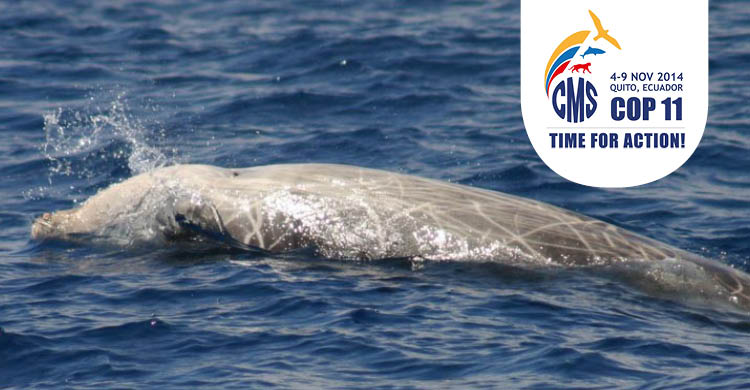 Cuvier’s beaked whale © Dave Sellwood
