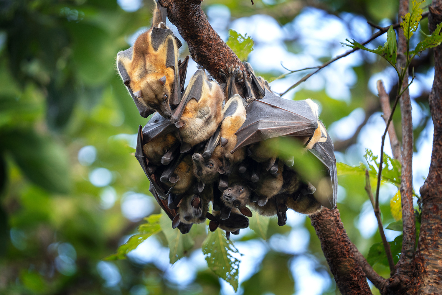 Straw-coloured Fruit Bats © Adobe Stock Images