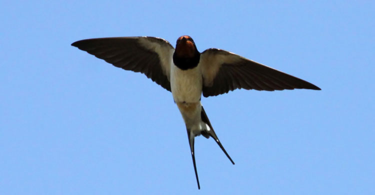 Barn Swallow © Ken Billington (Own work) [CC BY-SA 3.0 (http://creativecommons.org/licenses/by-sa/3.0)], via Wikimedia Commons