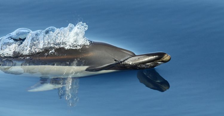 Common Dolphin © João Corvina