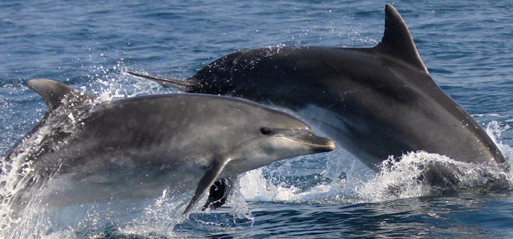 Bottlenose dolphins © João Corvina