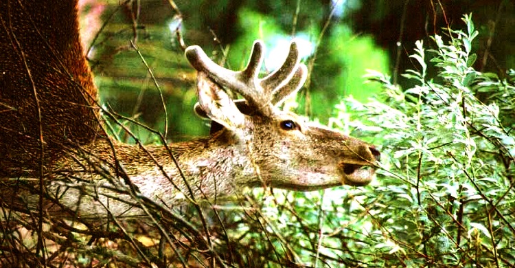 MoU on Bukhara Deer