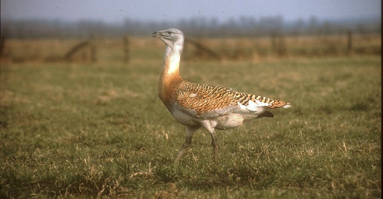 MoU on the Great Bustard