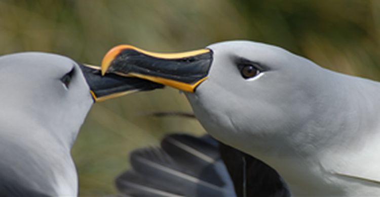 Albatros © ACAP