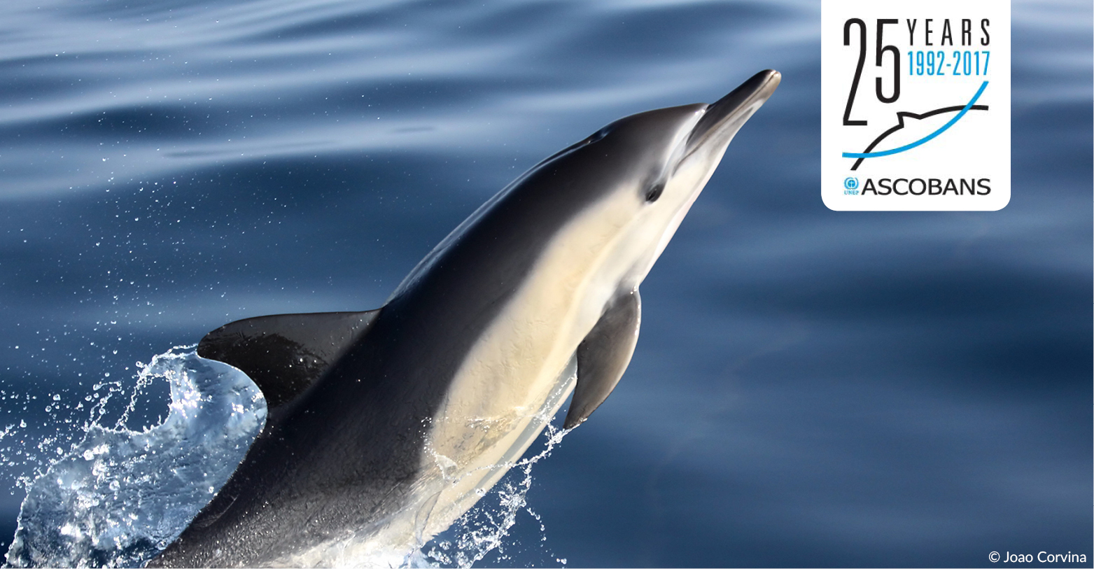 Joao Corvina © Common Dolphin