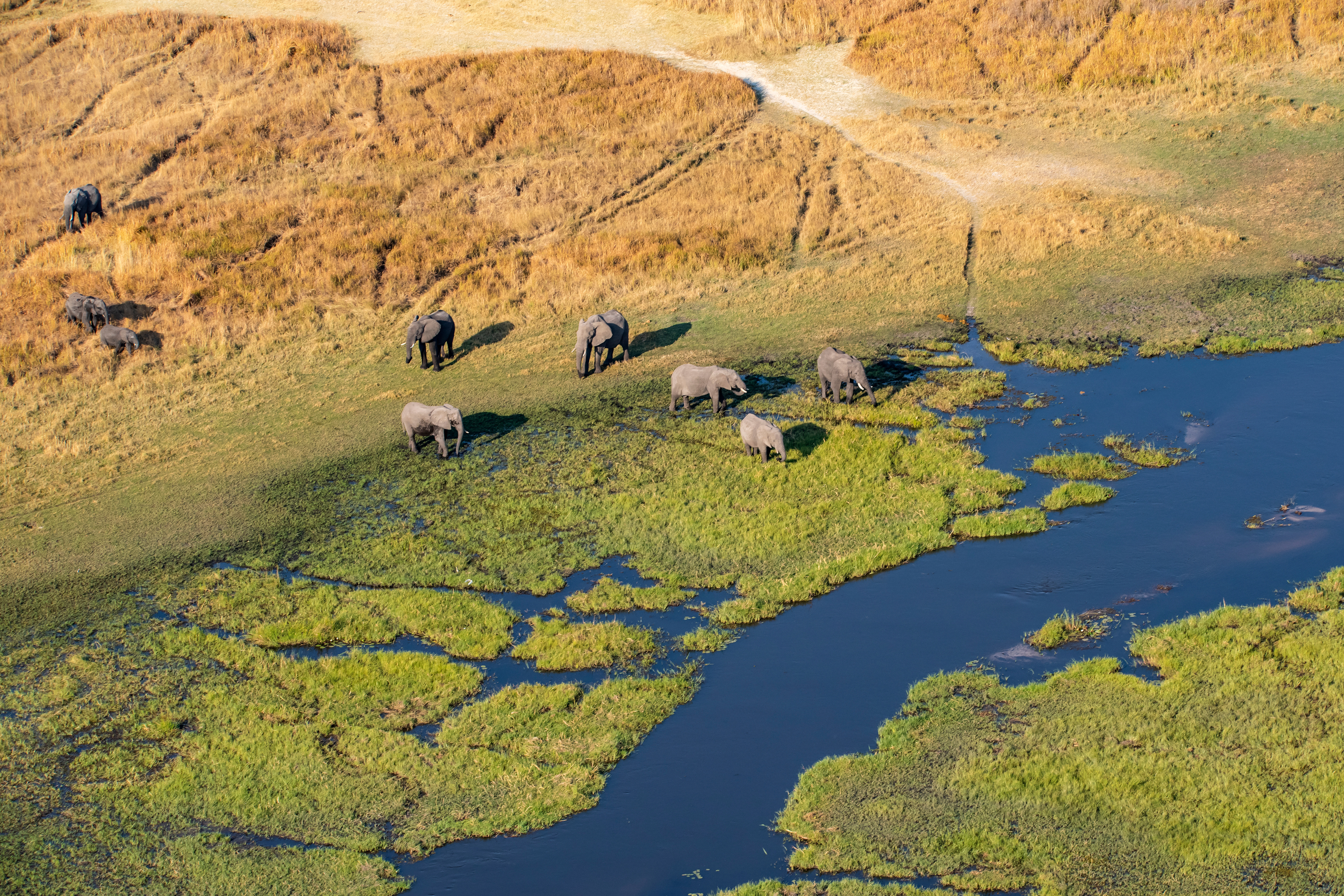 Aerial view of African Elephants, Okavango Delta, Botswana, Africa