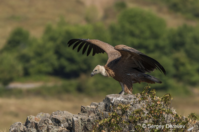 Griffon Vulture Bulgaria  © Sergey Dereliev (UNEP/ AEWA) www.dereliev-photography.com