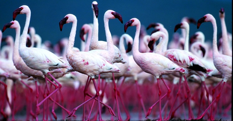 High Andean Flamingo