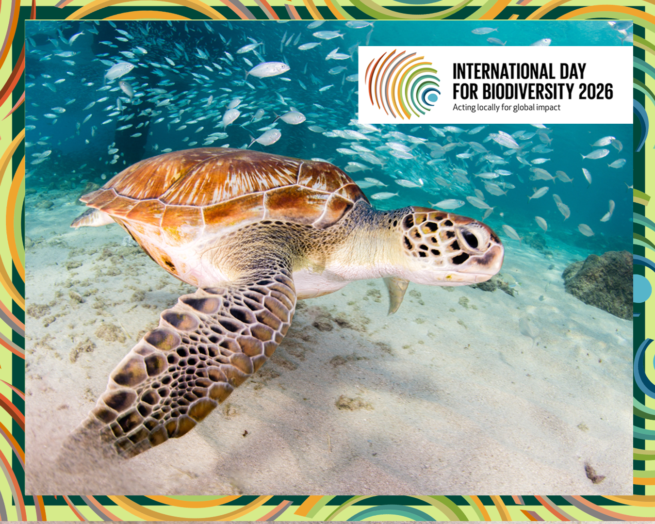 Green Turtle 
