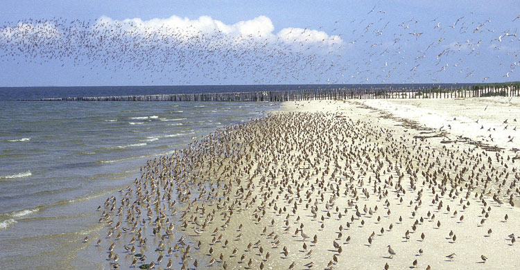 Migratory birds in the Wadden Sea  © Jan van der Kam/CWSS