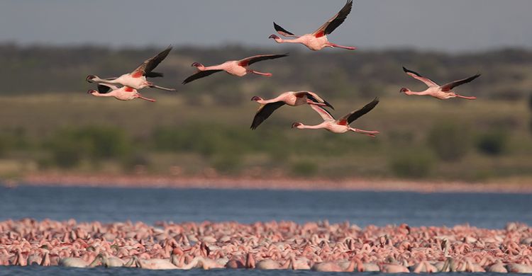 Lesser flamingoes © Mark Anderson