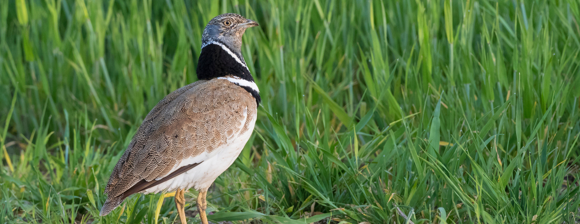 Little Bustard Photo by Marc Guyt (istock)