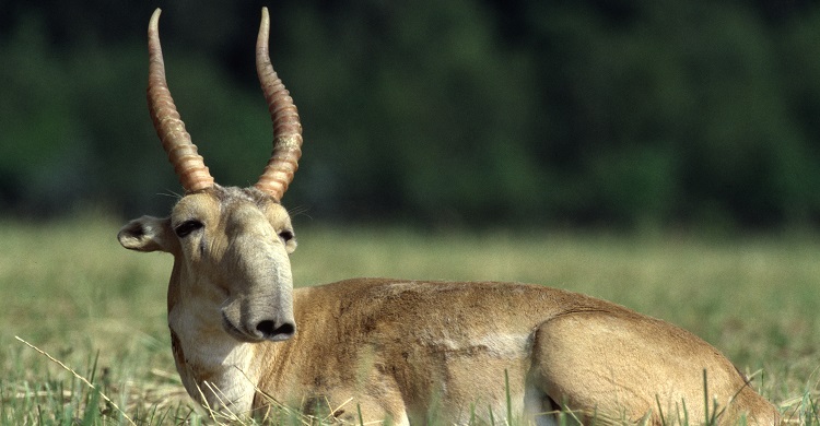Almost 5,000 Saiga Antelope Horns Confiscated in Kazakhstan