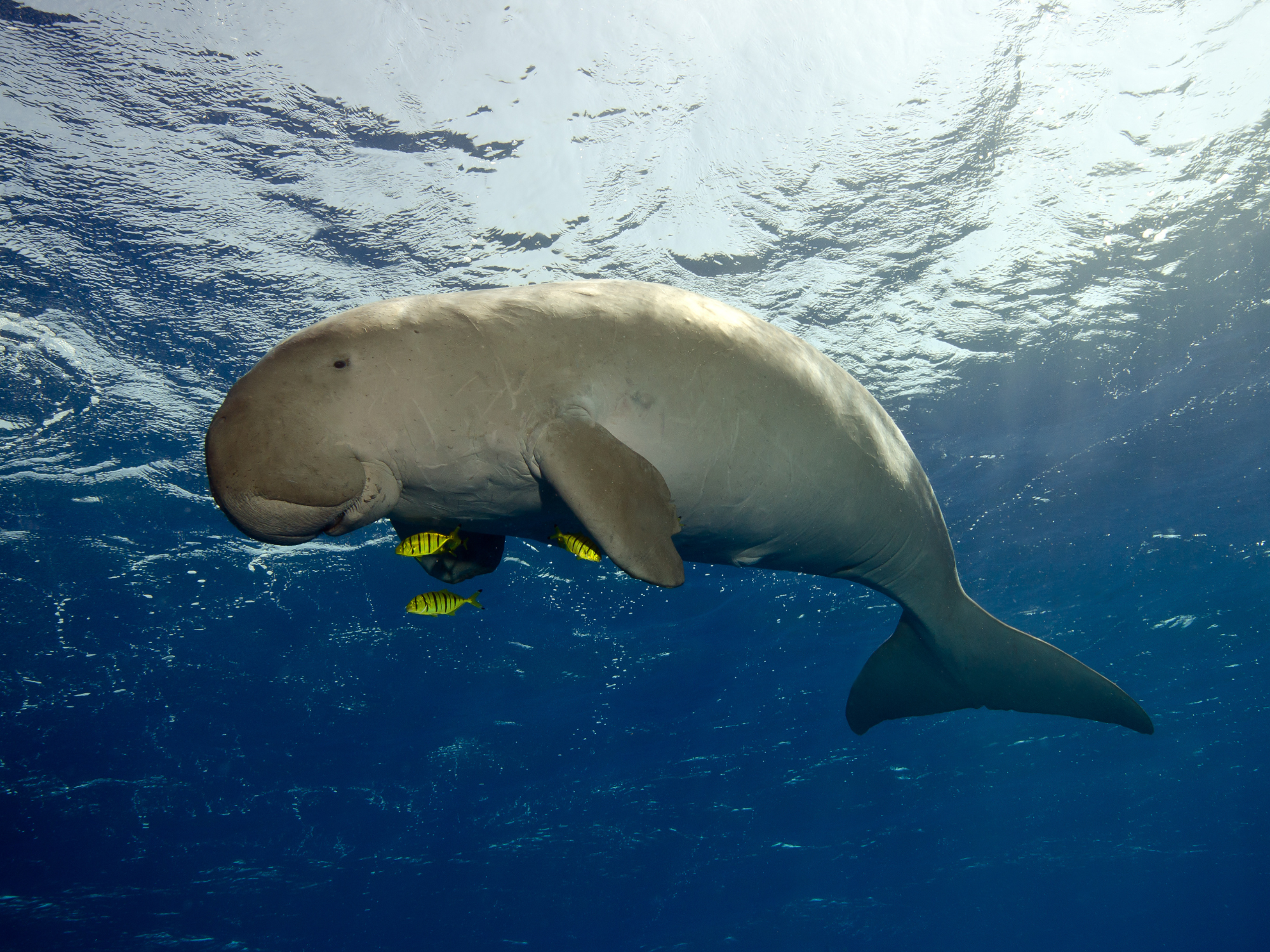 Dugong