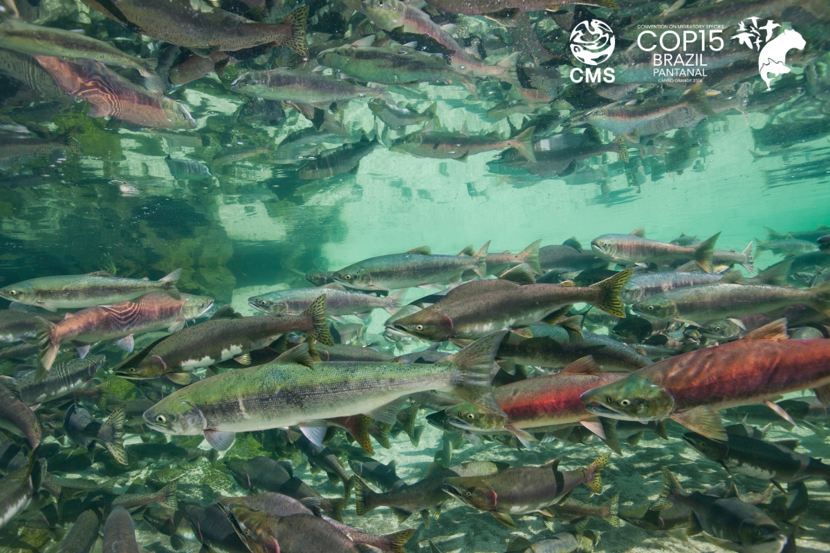El salmón del Danubio (Hucho hucho) es un pez de agua dulce de gran tamaño originario de la cuenca del Danubio que actualmente se encuentra en peligro de extinción debido a la construcción de presas, la contaminación, la sobrepesca y el cambio climático. © Adobe Stock Images