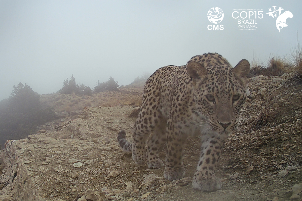 Persian Leopard