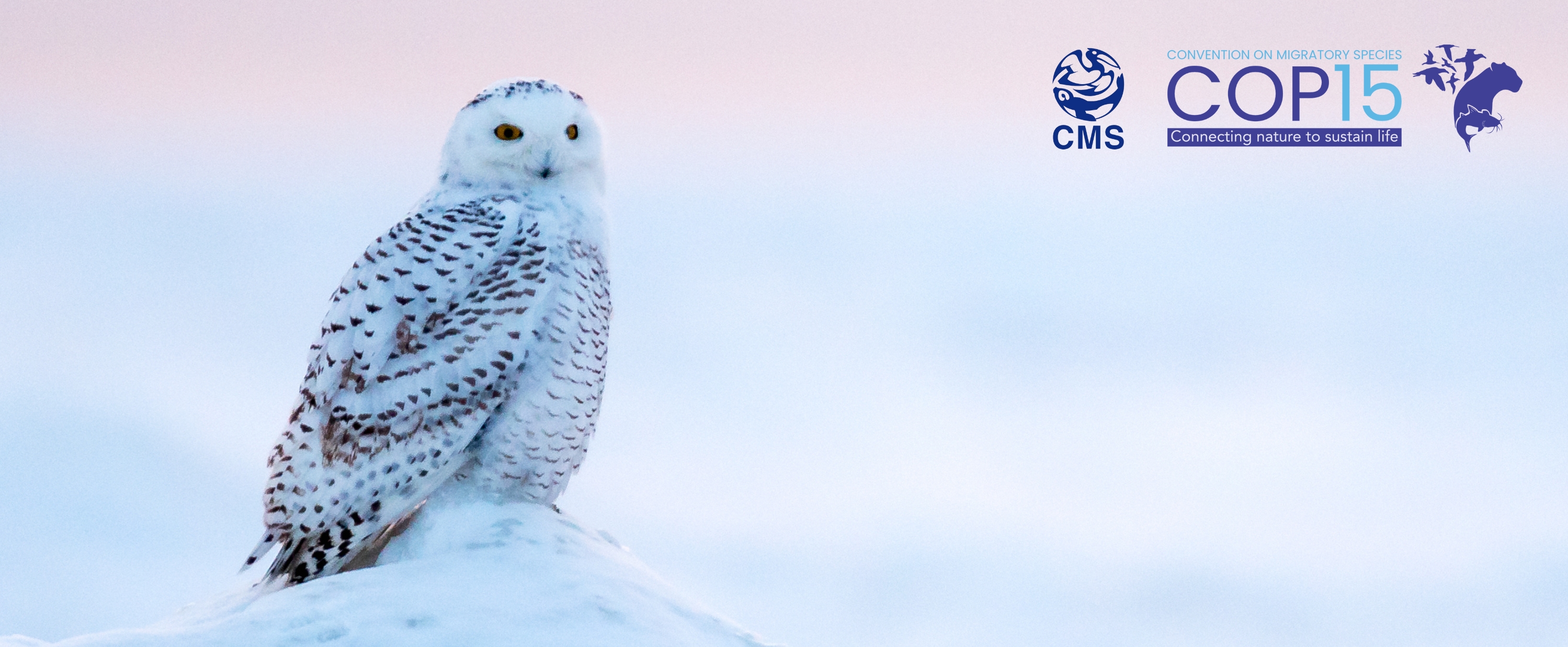 42 migratory species to be considered for international conservation at UN wildlife meeting in 2026