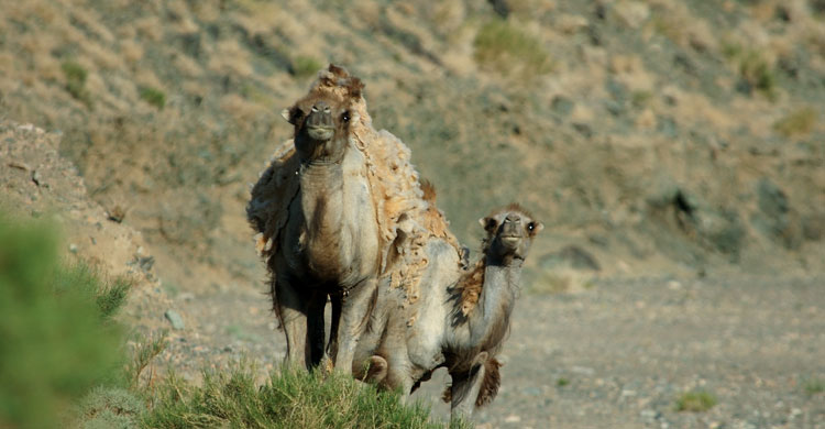 Camello silvestrel © Petra Kaczensky