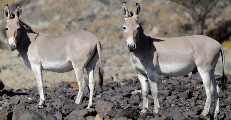 African Wild Asses © Moss'ad Sultan