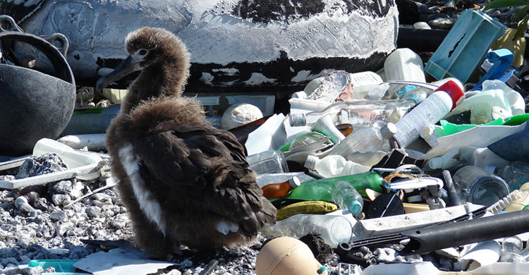 Albatross chick © by Forest & Kim Starr, CC BY 3.0, https://commons.wikimedia.org/w/index.php?curid=6157217